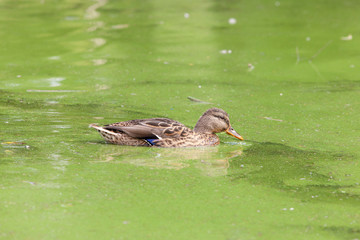 Portrait of a swimming duck