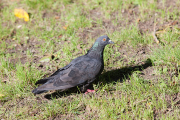 Portrait of a gray dove