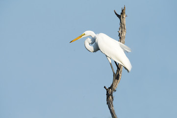 Great Egret in Tree