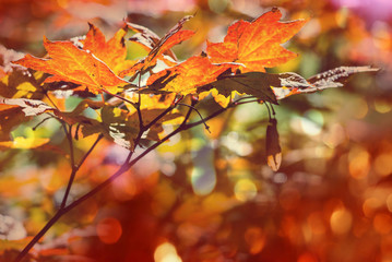 Autumn leaves