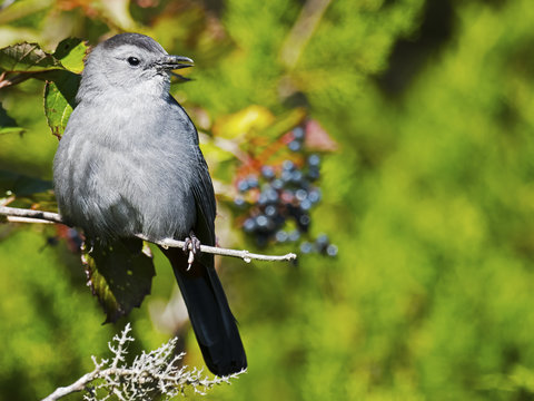 Gray Catbird