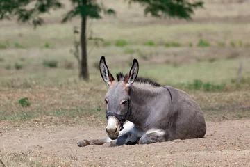 Papier Peint photo Lavable Âne donkey