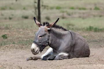 Papier Peint photo autocollant Âne lazy donkey