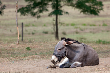 lazy donkey