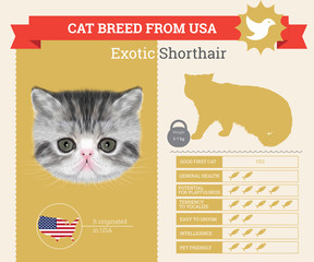 Exotic Cat breed vector infographics