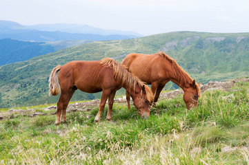 two red horse on pasture