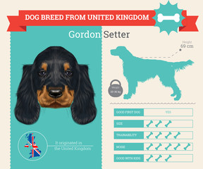 Gordon Setter dog breed vector infographics