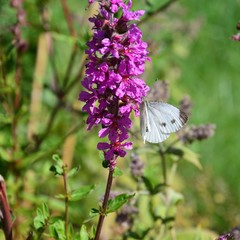 Schmetterling auf rosa Blüte 