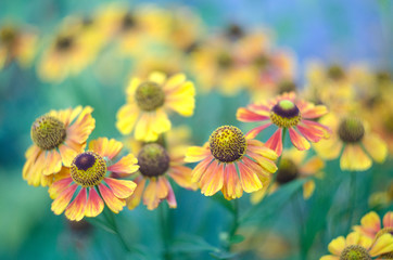 Beautiful Helenium flowers growing in the summer garden.