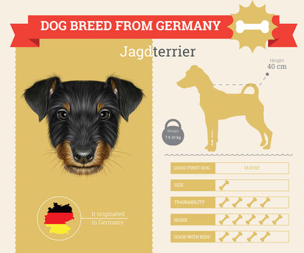 Jagdterrier dog breed vector infographics