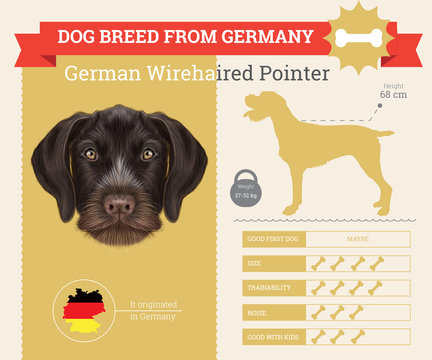 German Wirehaired Pointer dog breed vector infographics