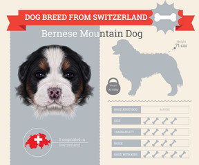 Bernese Mountain dog breed vector infographics