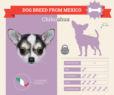 Chihuahua dog breed vector infographics