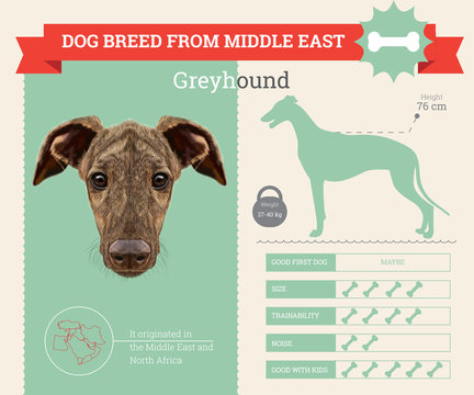 Greyhound dog breed vector infographics