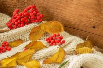 Fototapeta na wymiar Autumn Yellow leaves with red rowan