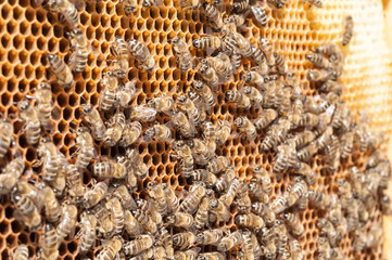 Bees convert nectar into honey and cover it in honeycombs