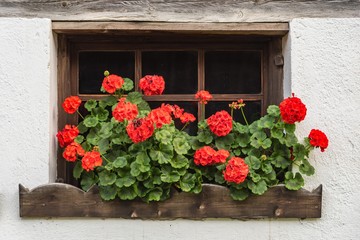 Fototapeta na wymiar Fenster mit roten Pelargonien