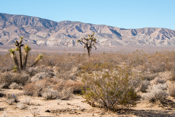 Naklejka premium Mojave Desert
