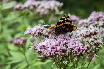 motyl © peter_313
