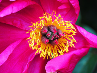peony flower closeup
