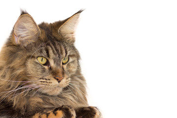 Cat breed Maine Coon with long antennae