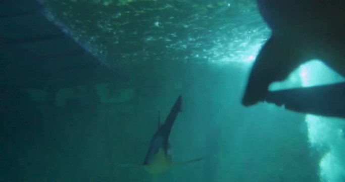 Under water view of sharks