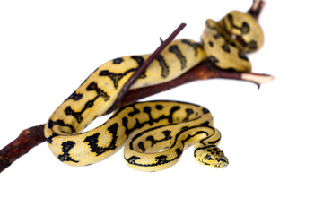 Jungle Jaguar Carpet Python on white