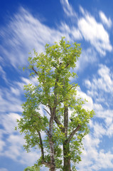 Single tree with blue sky and motion cloud.