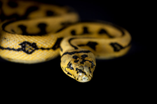 Jungle Jaguar Carpet Python on black