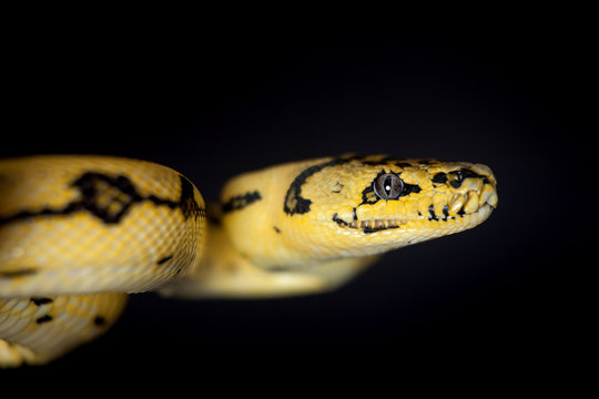 Jungle Jaguar Carpet Python on black