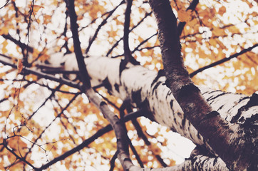 Naklejka premium Birch tree with golden autumn leaves