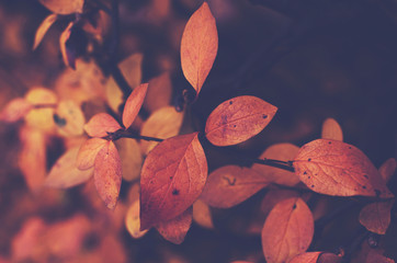 Branch with orange leaves, autumn background - 119771396