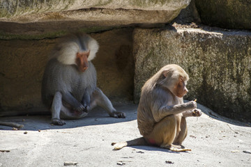 Naklejka premium Hamadryas Baboon, 2015