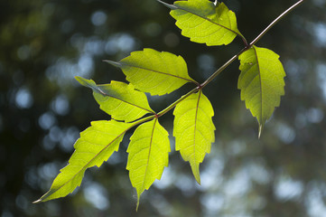 Branch with green leaves on the dark green backgrounds
