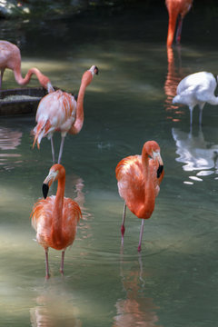 American Flamingos, 2015