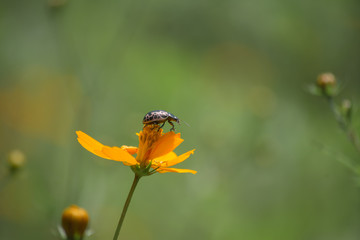 El escarabajo en lo más alto de la flor.