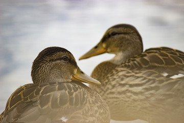TWO DUCKS OVER THE POND