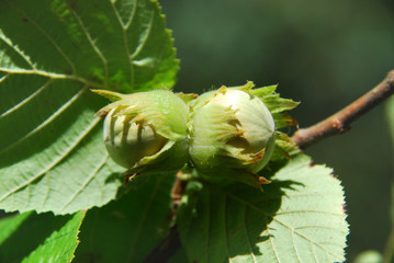 A pair of nuts, hazelnuts grow on trees in the garden
