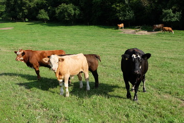 Panele Szklane Podświetlane  Krowy na pastwisku