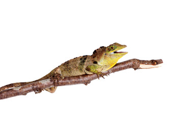 Fototapeta premium Dactyloa fraseri on white
