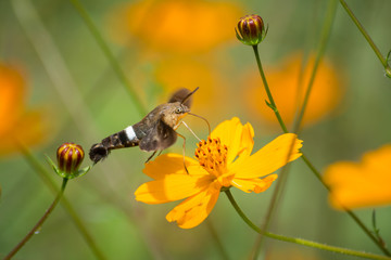 El colibrí Halcón-Polilla llega a la Margarita.