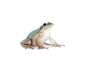 The green and golden bell frog on white
