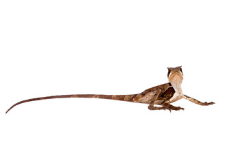 Hernandezs helmeted basilisk on white