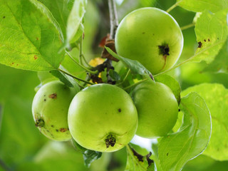 bunch of young apple