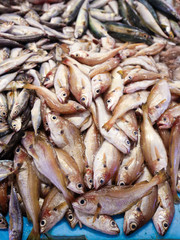 Assortment of fresh fish