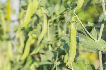 Fototapeta premium Pods of peas on a stalk in the garden
