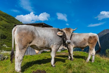 Jungstiere auf der Alpeiner Alm im Stubaital