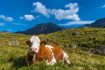 Fototapeta na wymiar Kuh im Gras liegend auf der Alm im Stubaital