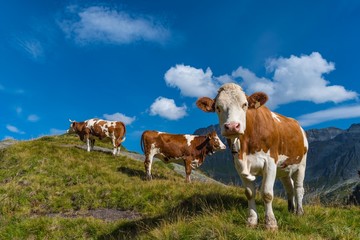 Fototapeta na wymiar Kühe auf der Alm in den Bergen