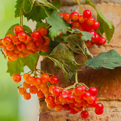 Nature concept - berries viburnum in autumn time against the background of brick wall